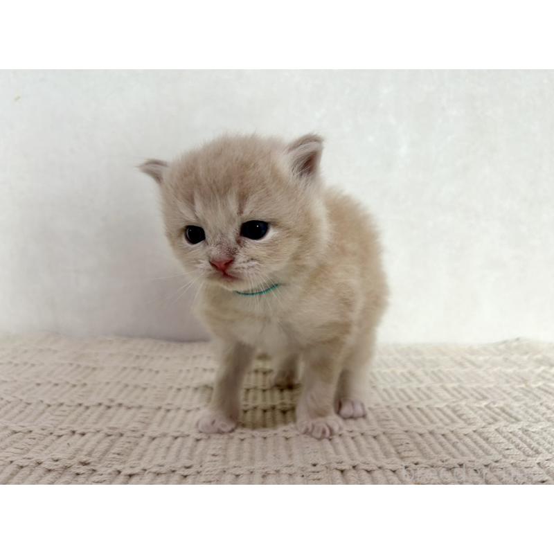 販売中の兵庫県のサイベリアン-128941の9枚目