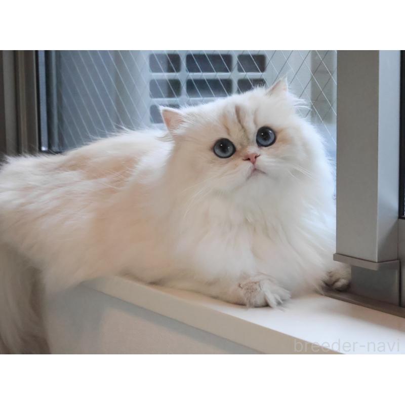 プディンちゃん1枚目