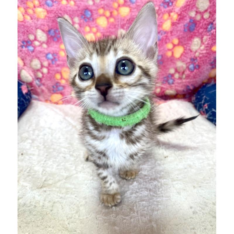 販売中の静岡県のベンガル-127402の34枚目