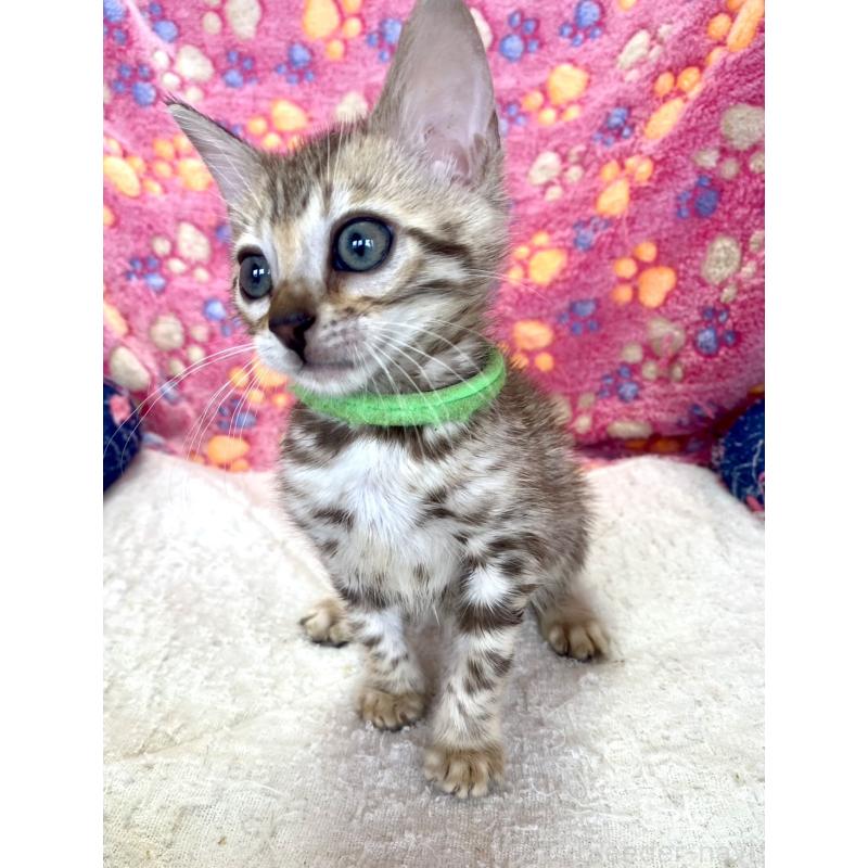 販売中の静岡県のベンガル-127402の33枚目