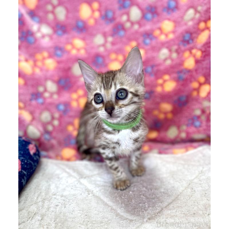 販売中の静岡県のベンガル-127402の32枚目