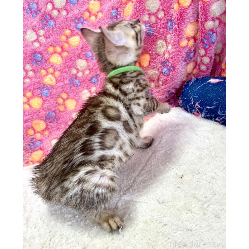 販売中の静岡県のベンガル-127402の31枚目