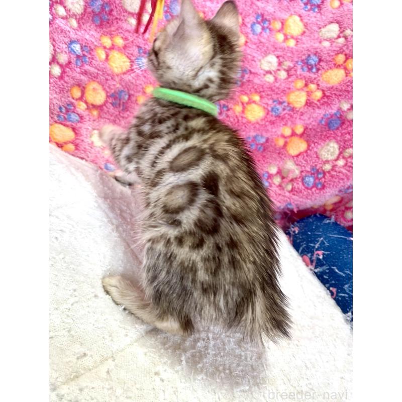 販売中の静岡県のベンガル-127402の30枚目