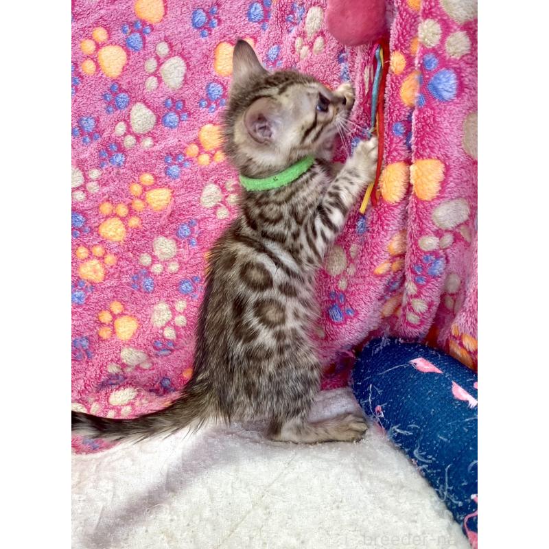 販売中の静岡県のベンガル-127402の28枚目