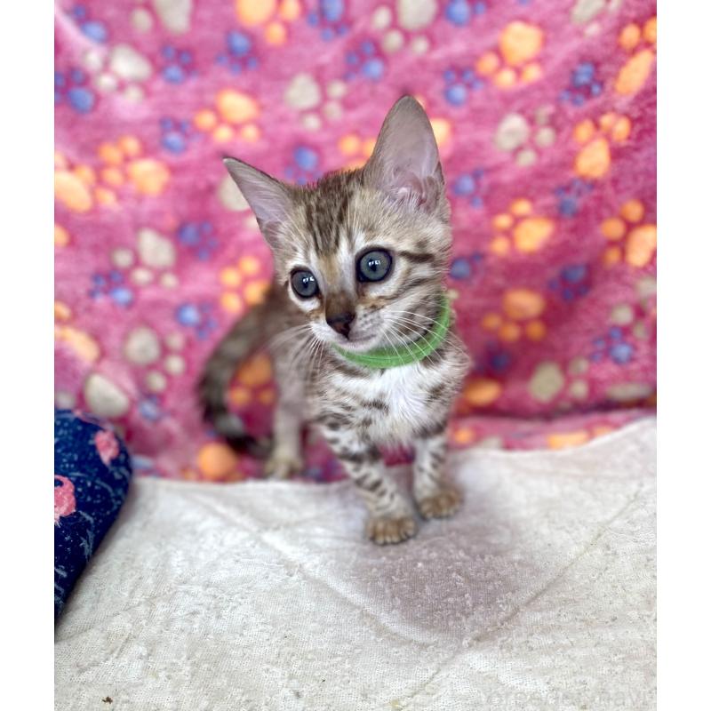 販売中の静岡県のベンガル-127402の27枚目