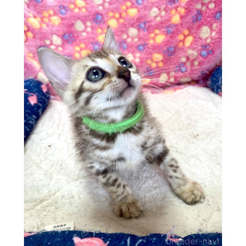 販売中の静岡県のベンガル-127402の26枚目