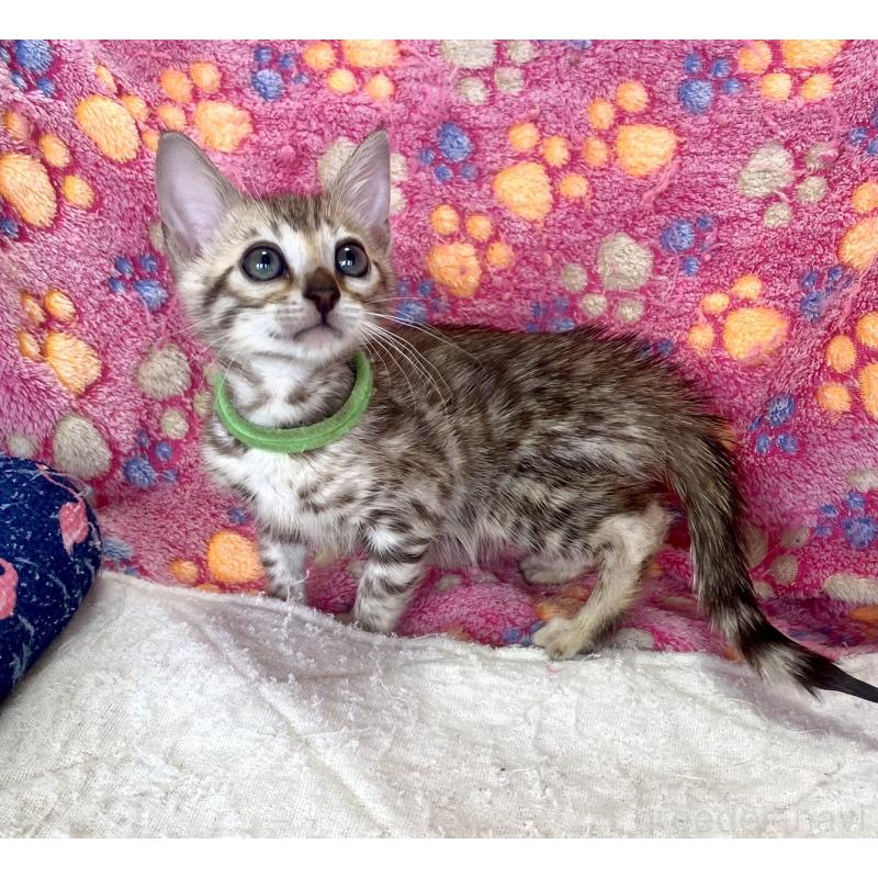 販売中の静岡県のベンガル-127402の25枚目