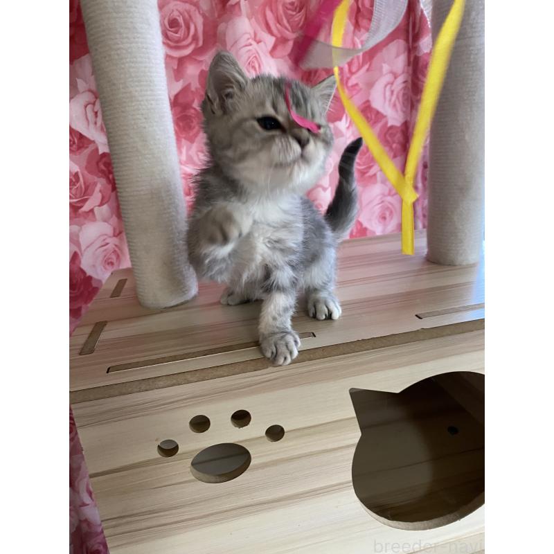 販売中の福岡県のエキゾチックショートヘア-129587の2枚目