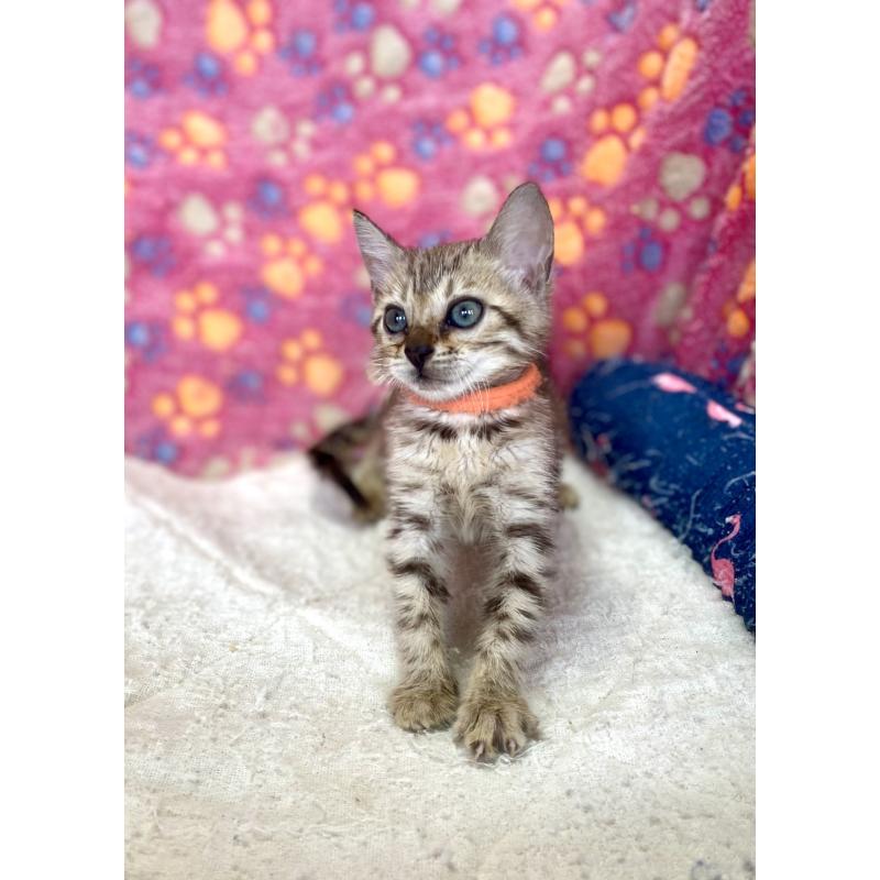 成約済の静岡県のベンガル-127401の13枚目