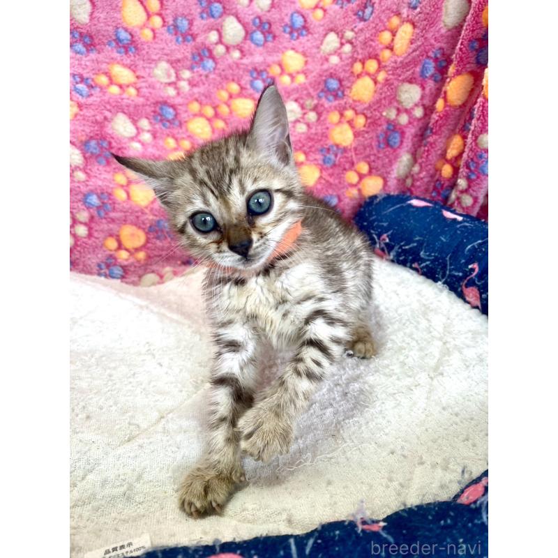 成約済の静岡県のベンガル-127401の12枚目