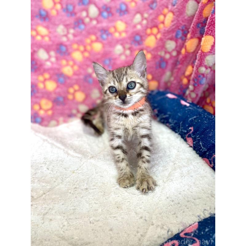 成約済の静岡県のベンガル-127401の10枚目