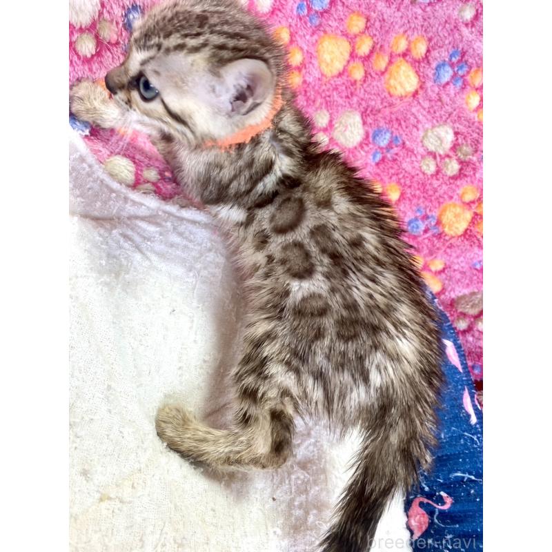 成約済の静岡県のベンガル-127401の8枚目