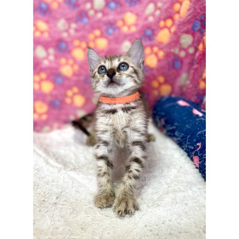 成約済の静岡県のベンガル-127401の7枚目