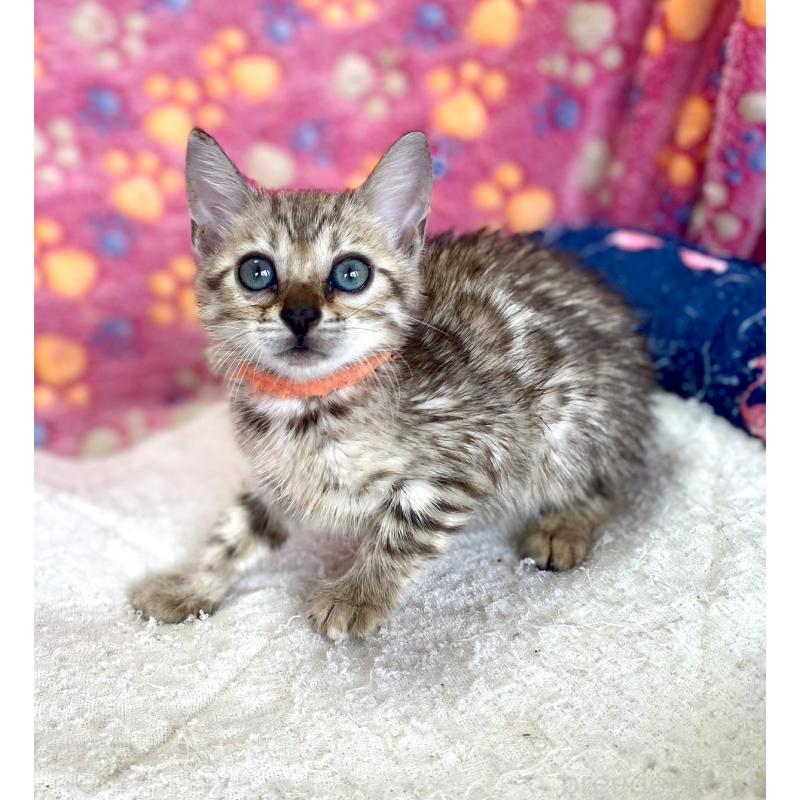 成約済の静岡県のベンガル-127401の6枚目