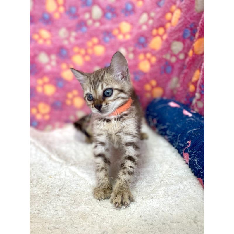 成約済の静岡県のベンガル-127401の4枚目