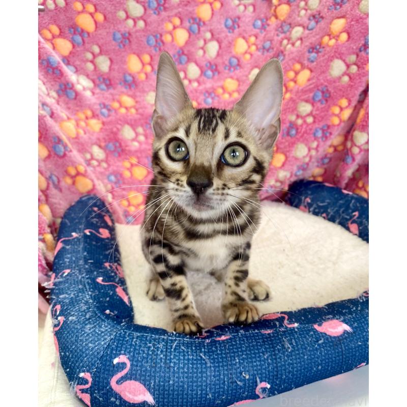 成約済の東京都のベンガル-125589の20枚目