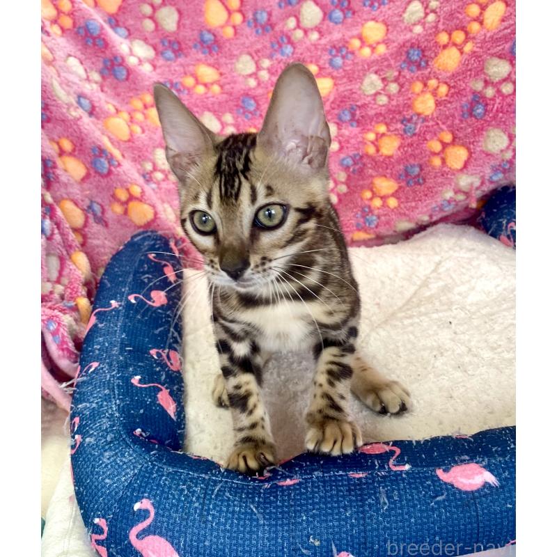 成約済の東京都のベンガル-125589の19枚目