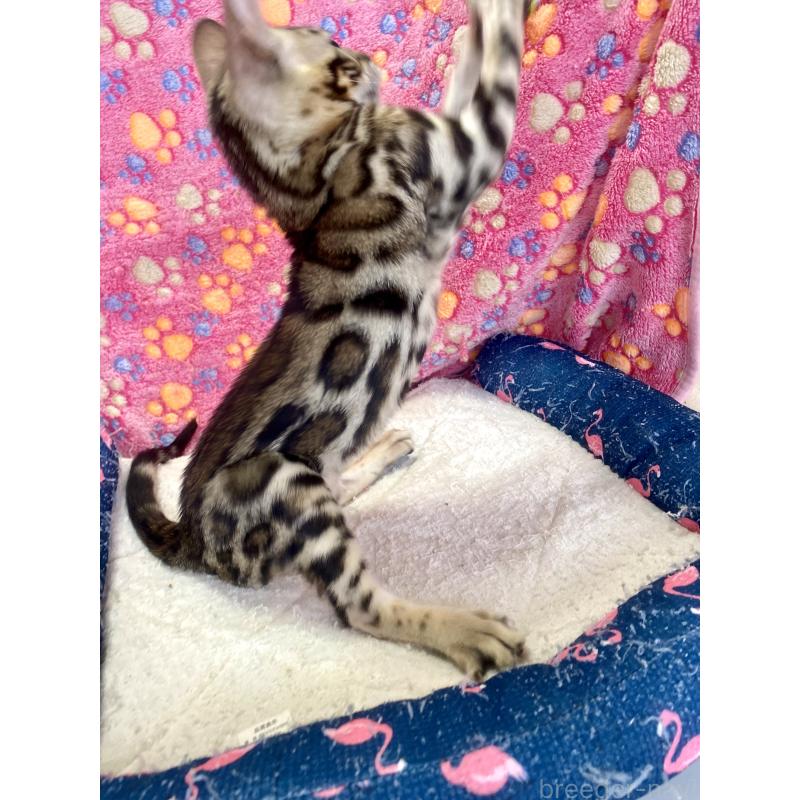 成約済の東京都のベンガル-125589の18枚目