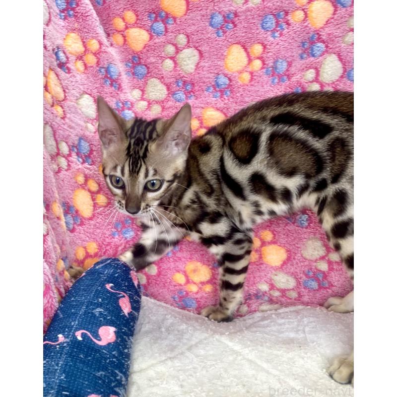 成約済の東京都のベンガル-125589の17枚目