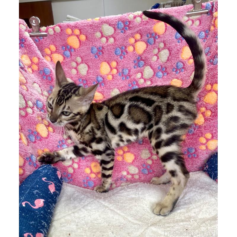 成約済の東京都のベンガル-125589の16枚目