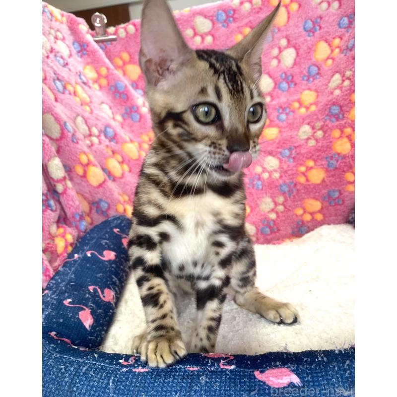 成約済の東京都のベンガル-125589の15枚目