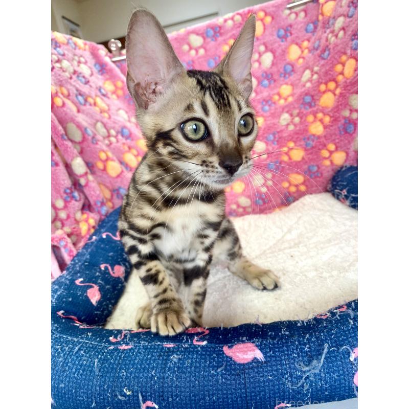 成約済の東京都のベンガル-125589の14枚目