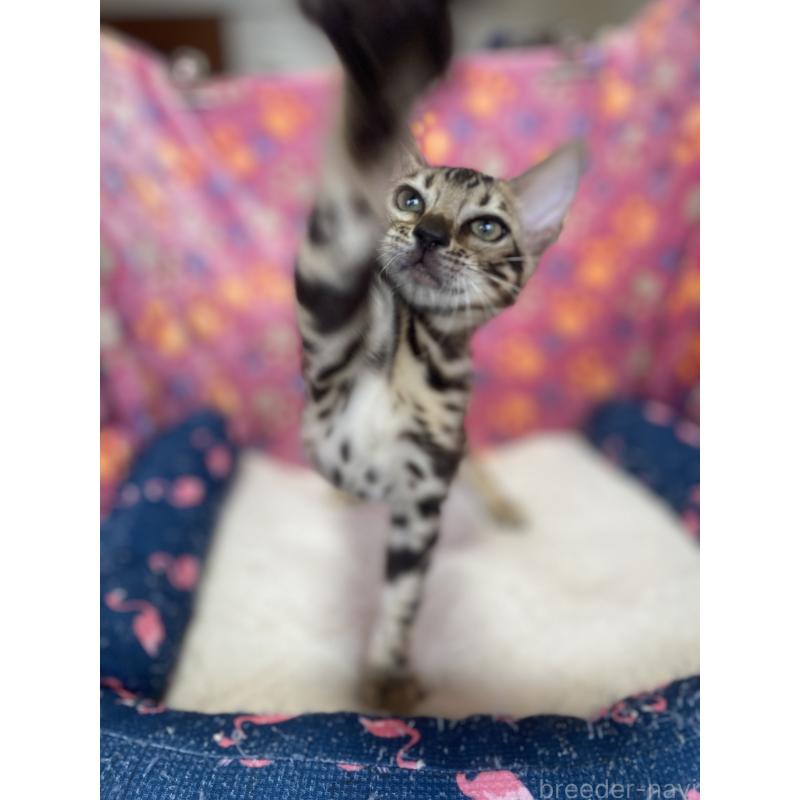 成約済の東京都のベンガル-125589の13枚目