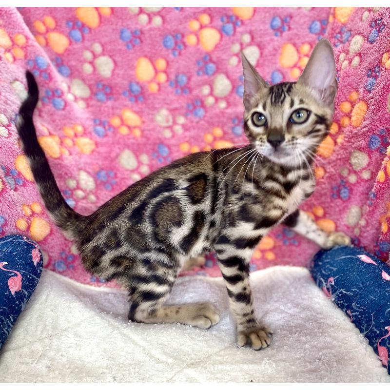 成約済の東京都のベンガル-125589の12枚目