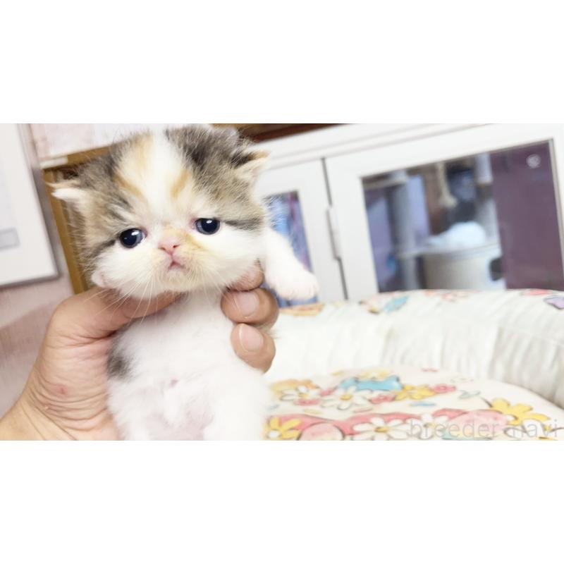 販売中の千葉県のエキゾチックロングヘア-129589の7枚目