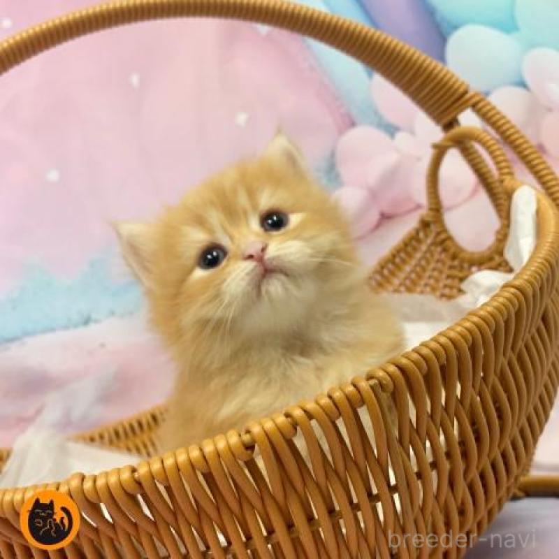 販売中の大阪府のスコティッシュフォールド-129595