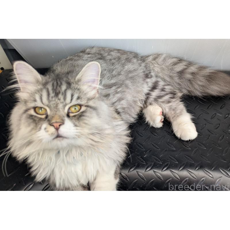 販売中の大阪府のミヌエット-121834の9枚目