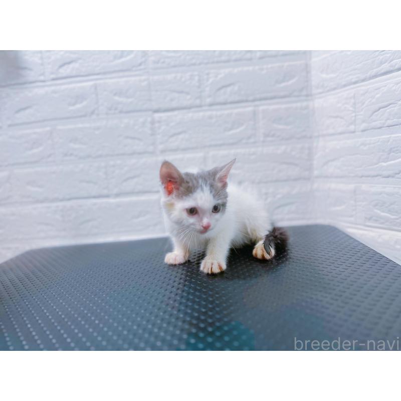 販売中の鹿児島県のミックス-126946の5枚目