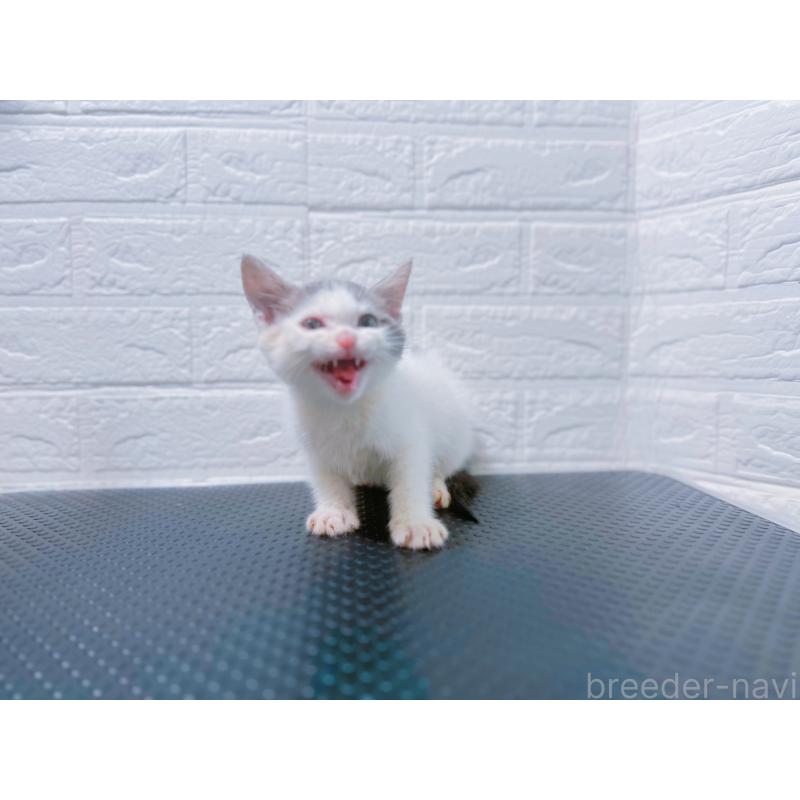 販売中の鹿児島県のミックス-126946の3枚目