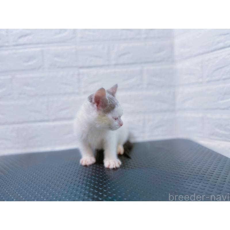 販売中の鹿児島県のミックス-126946の2枚目