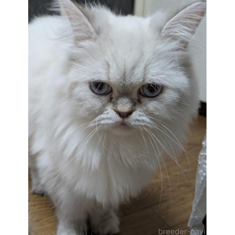 販売中の大阪府のミヌエット-127978の5枚目