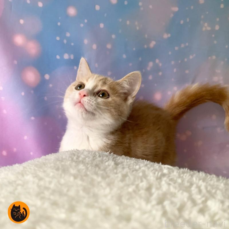 成約済の大阪府のスコティッシュフォールド-125445の1枚目