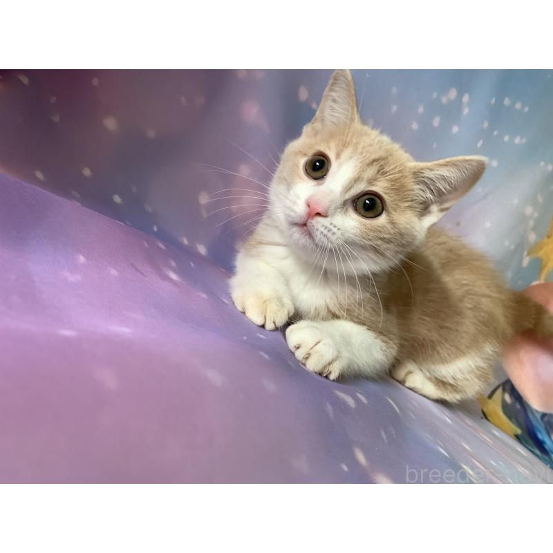 成約済の大阪府のスコティッシュフォールド-125445の2枚目