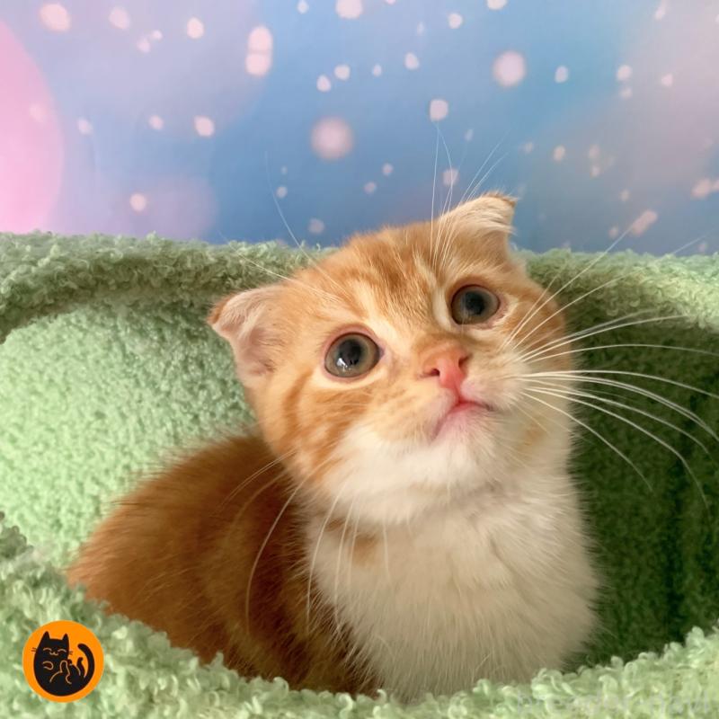 成約済の大阪府のスコティッシュフォールド(折れ耳)-128208の1枚目