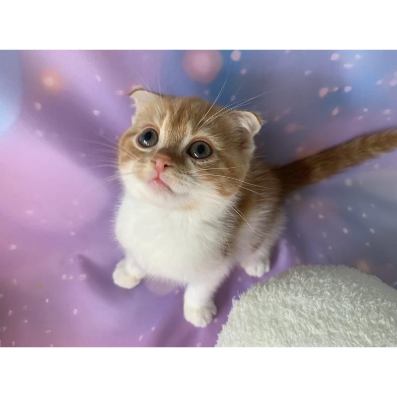 成約済の大阪府のスコティッシュフォールド(折れ耳)-128208の2枚目