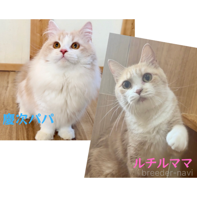 販売中の岐阜県のマンチカン(短足)-129610の6枚目