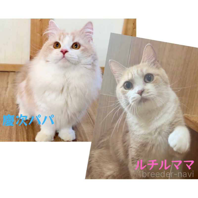 販売中の岐阜県のマンチカン(短足)-129611の5枚目