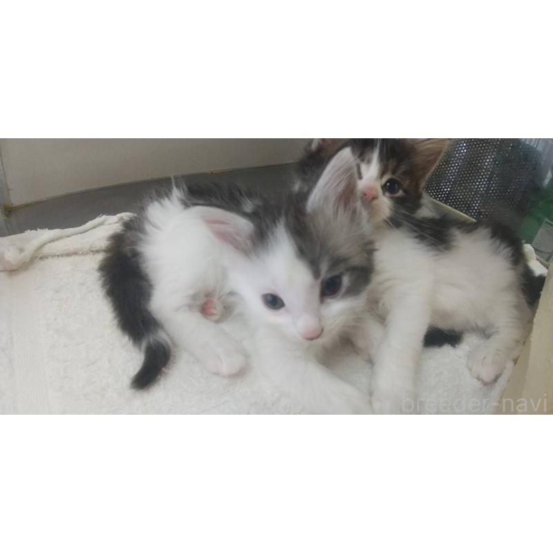 販売中の愛知県のメインクーン-127544の2枚目