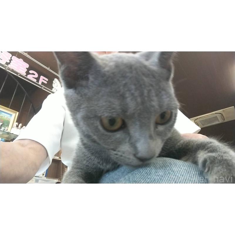 販売中の愛知県のロシアンブルー-120996の3枚目