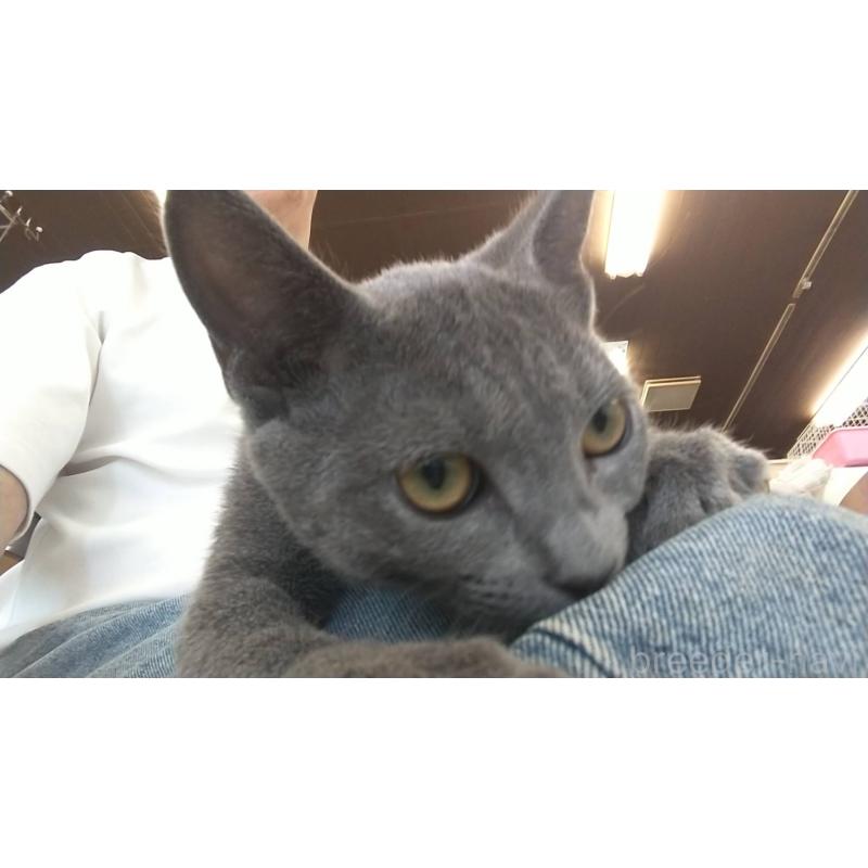 販売中の愛知県のロシアンブルー-120996の2枚目