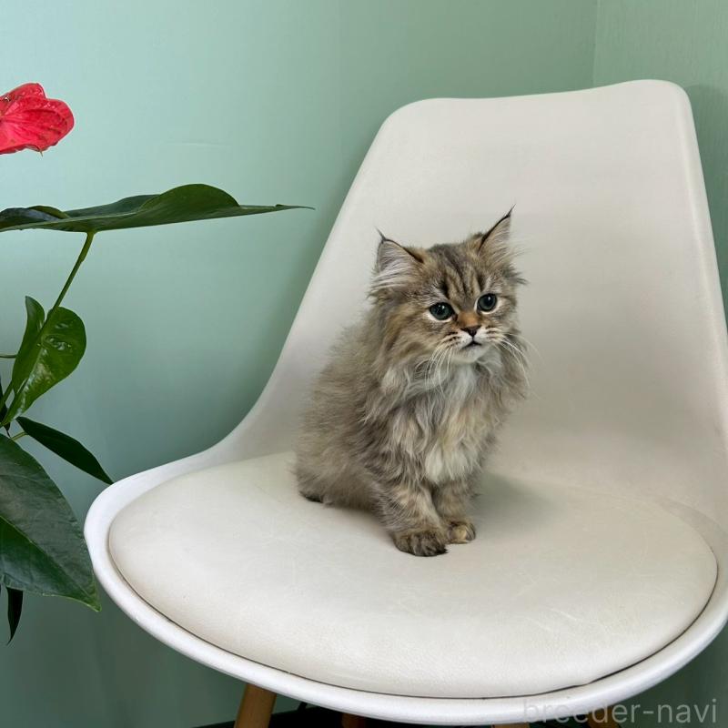 販売中の千葉県のマンチカン-127819の3枚目