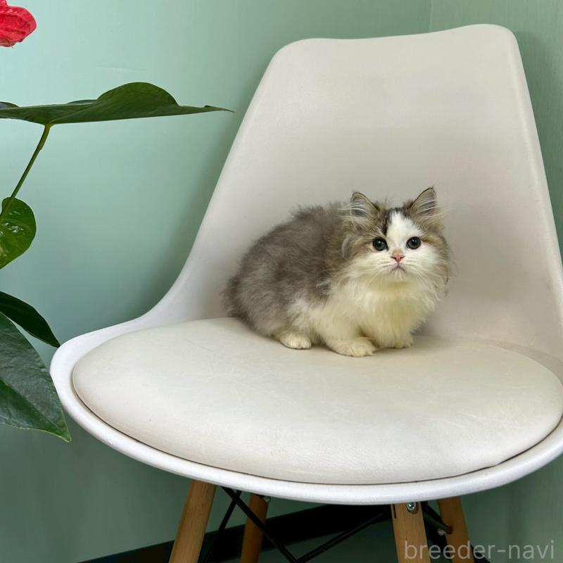 販売中の千葉県のマンチカン-127817の3枚目