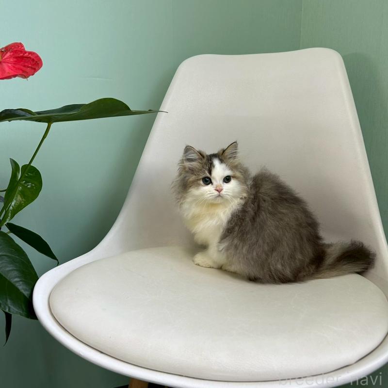 販売中の千葉県のマンチカン-127817の2枚目