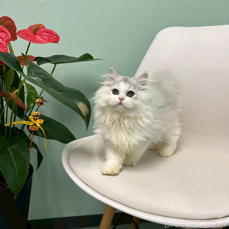 販売中の千葉県のマンチカン-127816の3枚目