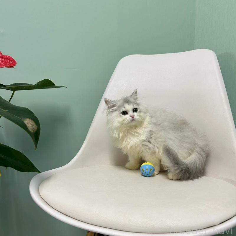 販売中の千葉県のマンチカン-127816の2枚目