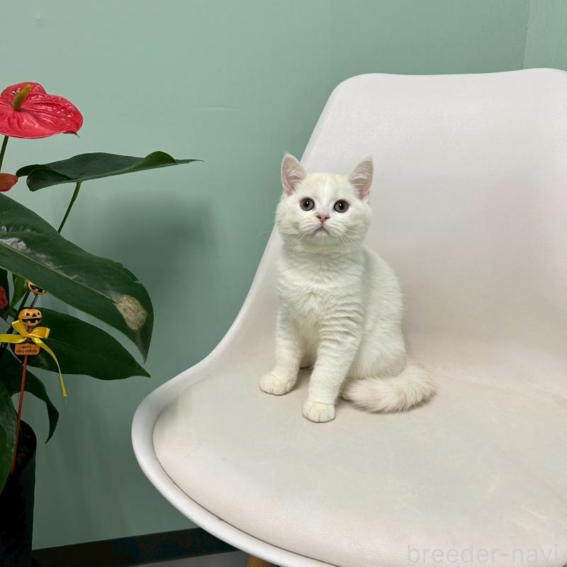 販売中の千葉県のマンチカン-127815の3枚目